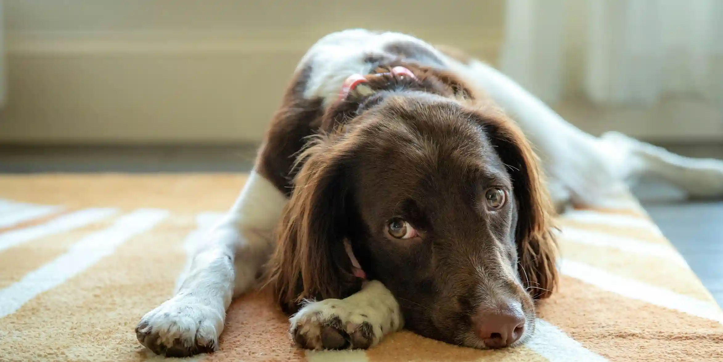 accepter animaux Airbnb - gamelles, plaid et coin dédié pour un chien dans un salon de location courte durée