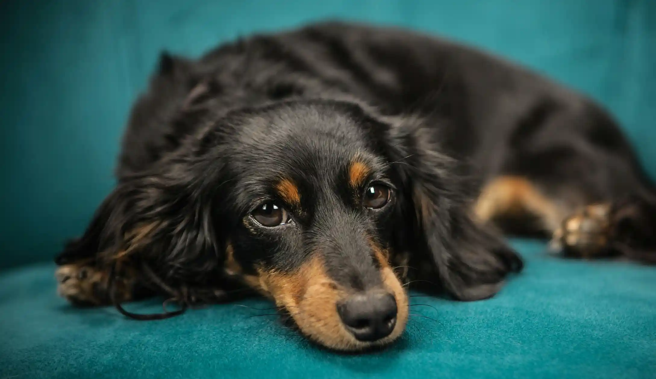 accepter animaux Airbnb - hôte qui accueille un couple avec leur chien dans un appartement lumineux